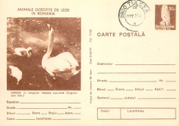 Postal Stationery Postcard Romania Swan Cygnus Olor - Rumania