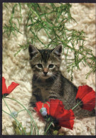 Postcard - Circa 1980 - Cats - Little Cat With Red Flowers - Cats