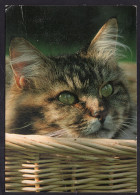 Postcard - Circa 1980 - Cats - Cat In A Wicker Basket - Cats