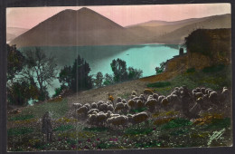Postcard - Circa 1920 - Colorized - Group Of Sheep Next To A River - Other & Unclassified