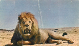 *CPM - 11 - SIGEAN - Réserve Africaine - Le Lion - Altri & Non Classificati