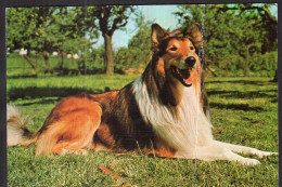 Postcard - Circa 1980 - Dogs - Collie Dog Posing - Chiens