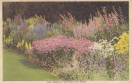 A27.Vintage Postcard.Colour Schemes Hardy Flower Border. - Fleurs