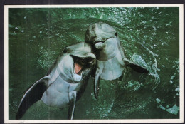 Postcard - Circa 1980 - Two Bottlenose Dolphins - Delphine