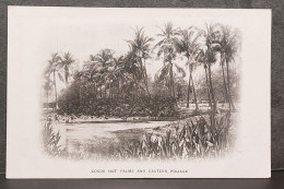 COCOA NUT PALMS AND EASTERN FOLIAGE , LOT 186 - Autres & Non Classés