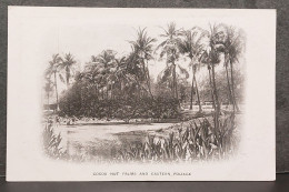 COCOA NUT PALMS AND EASTERN FOLIAGE , LOT 186 - Sonstige & Ohne Zuordnung