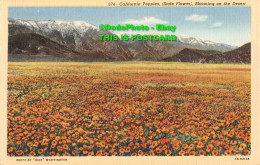 R430539 674. California Poppies. State Flower. Blooming On The Desert. Dick Whit - Mundo
