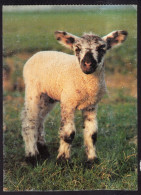 Postcard - Circa 1994 - A Little Lamb - Other & Unclassified