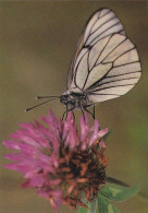 Papillon - Vlinder - Schmetterling - Farfalla - Borboleta - Mariposa - Aporia Crataegi - Mariposas