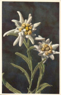 Edelweiss - étoile Des Glaciers - Fiori