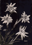 Edelweiss - Flores