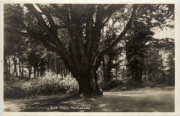 Stubbenkammer - Rügen - Herthabuche - Ruegen