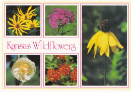 Kansas Wildflowers - Insectes