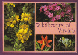 Wildflowers Of Virginia - Insectes