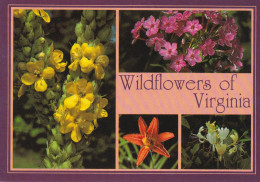 Wildflowers Of Virginia - Insectos