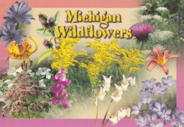 Michigan Wildflowers - Insects