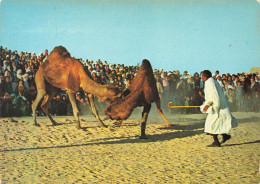 CPSM Sud Tunisien-Combat De Chameaux      L2863 - Tunisia