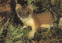 Ermine - Hermine - Hermelijn - Hermelin - Ermellino - Arminho - Armiño - Mustela Erminea - DJH - Andere & Zonder Classificatie