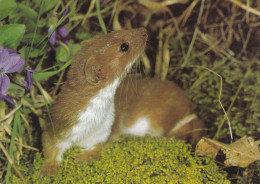 The Least Weasel - Little Weasel - Mauswiesel - Lumikko - Mustela Nivalis - Fauna - Faune - DJH - Autres & Non Classés