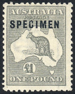 AUSTRALIA: Sc.57, 1924 Kangaroo 1£ Gray, With Watermark "narrow A And Crown", Perf 11½x12, SPECIMEN Overprint, Mint With - Andere & Zonder Classificatie