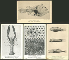 GREAT BRITAIN: 39 Old Postcards With Views Of MARINE FAUNA, Edited By The British Museum, Unused, Very Fine General Qual - Other & Unclassified