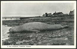 FALKLAND ISLANDS/MALVINAS: Beautiful View With A Giant Elephant Seal And Port Stanley In The Background, Unused, Very Fi - Islas Malvinas