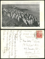 FALKLAND ISLANDS/MALVINAS: Group Of Penguins, Beautiful Postcard Sent From Buenos Aires To England On 29/MAY/1913, Very  - Falkland Islands