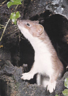 Ermine - Hermine - Hermelijn - Hermelin - Ermellino - Arminho - Armiño - Mustela Erminea - DJH - Sonstige & Ohne Zuordnung