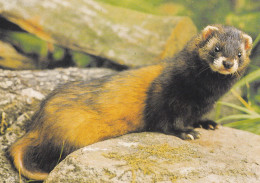 Polecat - Hilleri - Putois - Bunzing - Iltis - Puzzola - Turón - DJH - Andere & Zonder Classificatie