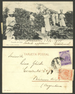 PARAGUAY: COFFEE: Women Harvesting Coffee Beans, Sent To Argentina On 13/JUN/1905 Franked With 12c., Excellent Quality! - Paraguay