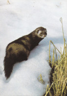 Polecat - Hilleri - Putois - Bunzing - Iltis - Puzzola - Turón - DJH - Andere & Zonder Classificatie