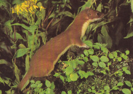 Ermine - Hermine - Hermelijn - Hermelin - Ermellino - Arminho - Armiño - Mustela Erminea - DJH - Autres & Non Classés