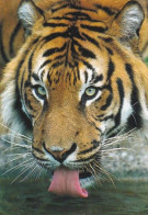 Tiger - Tigre - Tijger - Animal - Animaux - Fauna - DJH - Tiger