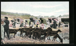 CPA Boulogne-sur-Mer, Les Chêvres Sur La Plage  - Boulogne Sur Mer