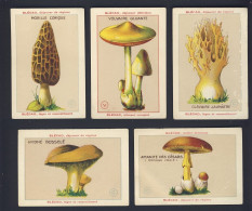 BLECAO - FRANCE 5x MUSHROOM VTC Chromo - Other & Unclassified