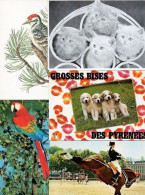 * Lot De 60 CPSM-CPM- Que Des Grands Formats Sur Le Thème : Animaux - 5 - 99 Postcards
