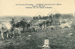 12)   AUBRAC  -  Vacherie Sur Les Monts D' Aubrac - Autres & Non Classés