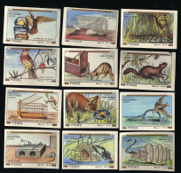 Meurisse - Ca 1930 - 11 - Pièges, Animal Traps - Full Serie (no 4 And 6 Damaged) - Other & Unclassified