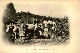 FRANCE -  Carte Postale Des Pyrénées - Les Vendanges - L 152072 - Vigne