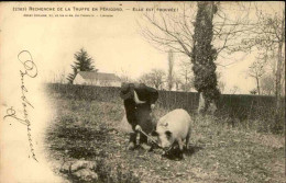 FRANCE-  Carte Postale De La Recherche De La Truffe Avec Cochon  En Périgord - L 152076 - Cochons