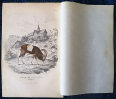 Corse : « Mouflon Musmon » Illustration Sous Serpente De 1855 Par Paul Gervais - Historische Dokumente