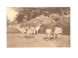 ANTWERPEN  - DIERENTUIN -  INDISCHE NIJLGAU-ANTILOPEN  - NELS    (11.872 E ) - Antwerpen