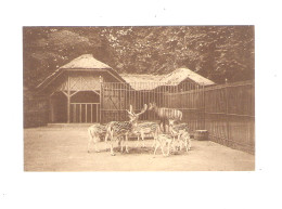 ANTWERPEN  - DIERENTUIN -  GEVLEKTE DAMHERTEN  - NELS    (11.872 D ) - Antwerpen