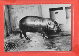 HIPPOPOTAME NAIN DE LIBERIA Cpsm  Au Verso PUB Médicale               135 - Hippopotamuses