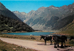 Animaux - Chevaux - Collection D'Art Pyrénéen - Hautes Pyrénées - Le Lac D'Estaing - Carte Neuve - CPM - Voir Scans Rect - Caballos