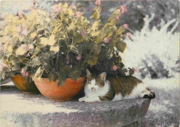 Animaux - Chats - CPM - Voir Scans Recto-Verso - Chats