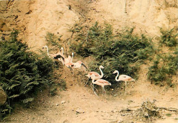 Oiseaux - Flamants Roses - Réserve Africaine Du Château De Thoiry En Yvelines - Zoo - Flamingos - CPM - Voir Scans Recto - Vögel