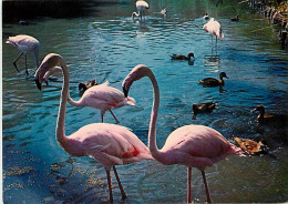 Oiseaux - Flamants Roses - Camargue - Flamingos - CPM - Voir Scans Recto-Verso - Oiseaux