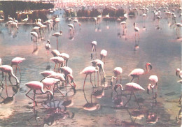 Oiseaux - Flamants Roses - Camargue - Flamingos - CPM - Voir Scans Recto-Verso - Vögel