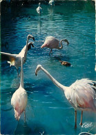 Oiseaux - Flamants Roses - Camargue - Flamingos - CPM - Voir Scans Recto-Verso - Oiseaux